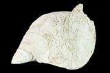 Pliocene Gastropod (Macrostrombus) Fossil - Florida #146156-1